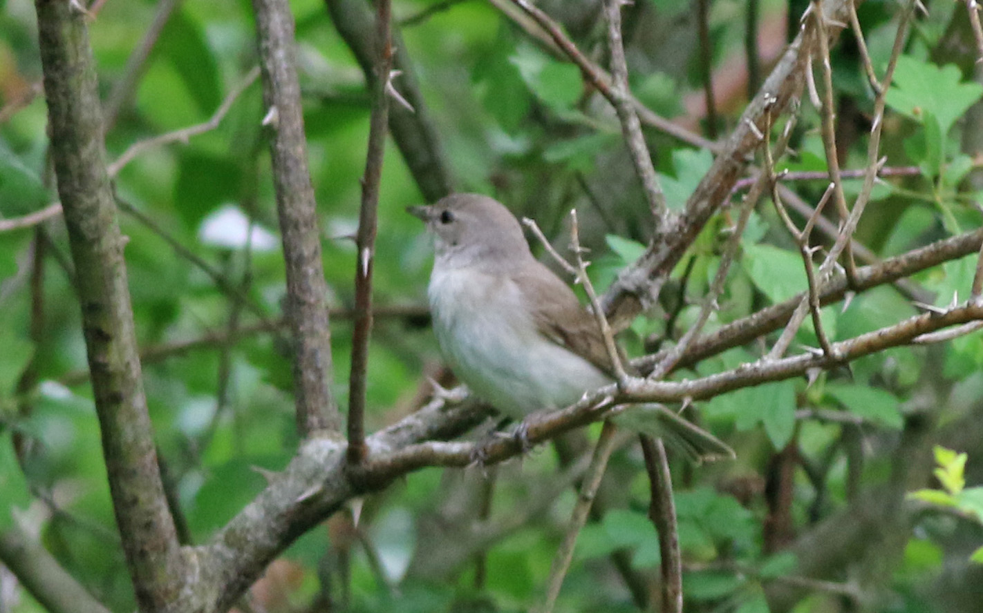 Garden Warbler